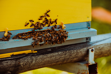 Image showing Close up photo of bees hovering around the hive carrying pollen