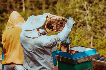 Image showing Beekeepers checking honey on the beehive frame in the field. Small business owners on apiary. Natural healthy food produceris working with bees and beehives on the apiary.