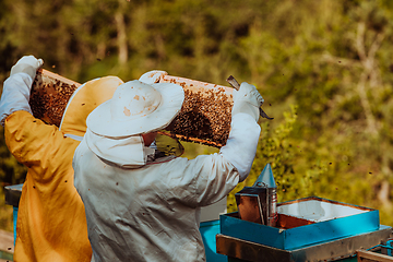 Image showing Beekeepers checking honey on the beehive frame in the field. Small business owners on apiary. Natural healthy food produceris working with bees and beehives on the apiary.