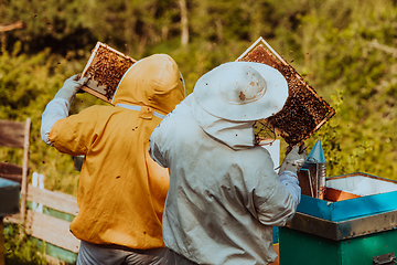 Image showing Beekeepers checking honey on the beehive frame in the field. Small business owners on apiary. Natural healthy food produceris working with bees and beehives on the apiary.