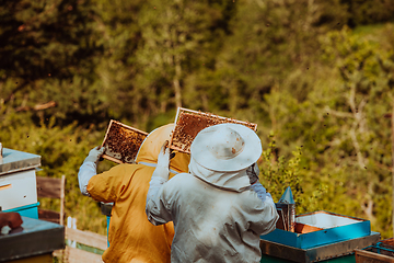 Image showing Beekeepers checking honey on the beehive frame in the field. Small business owners on apiary. Natural healthy food produceris working with bees and beehives on the apiary.