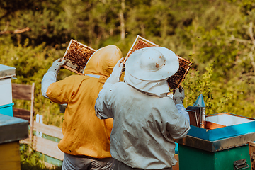 Image showing Beekeepers checking honey on the beehive frame in the field. Small business owners on apiary. Natural healthy food produceris working with bees and beehives on the apiary.