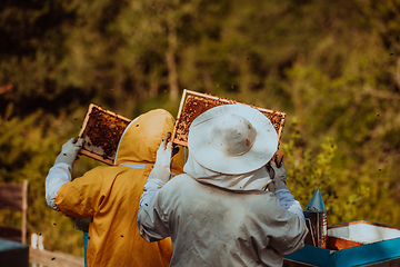 Image showing Beekeepers checking honey on the beehive frame in the field. Small business owners on apiary. Natural healthy food produceris working with bees and beehives on the apiary.