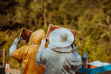 Image showing Beekeepers checking honey on the beehive frame in the field. Small business owners on apiary. Natural healthy food produceris working with bees and beehives on the apiary.