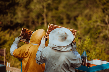 Image showing Beekeepers checking honey on the beehive frame in the field. Small business owners on apiary. Natural healthy food produceris working with bees and beehives on the apiary.