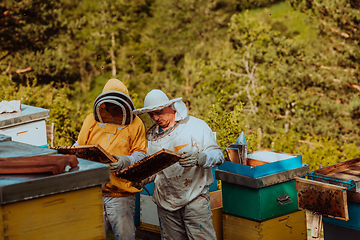 Image showing Beekeepers checking honey on the beehive frame in the field. Small business owners on apiary. Natural healthy food produceris working with bees and beehives on the apiary.