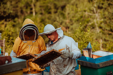 Image showing Beekeepers checking honey on the beehive frame in the field. Small business owners on apiary. Natural healthy food produceris working with bees and beehives on the apiary.