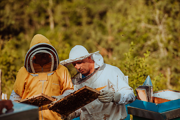 Image showing Beekeepers checking honey on the beehive frame in the field. Small business owners on apiary. Natural healthy food produceris working with bees and beehives on the apiary.