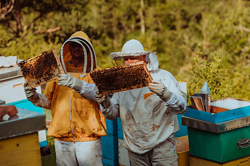 Image showing Beekeepers checking honey on the beehive frame in the field. Small business owners on apiary. Natural healthy food produceris working with bees and beehives on the apiary.