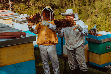 Image showing Beekeepers checking honey on the beehive frame in the field. Small business owners on apiary. Natural healthy food produceris working with bees and beehives on the apiary.