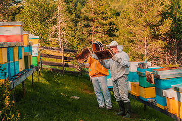 Image showing Beekeepers checking honey on the beehive frame in the field. Small business owners on apiary. Natural healthy food produceris working with bees and beehives on the apiary.