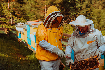 Image showing Beekeepers checking honey on the beehive frame in the field. Small business owners on apiary. Natural healthy food produceris working with bees and beehives on the apiary.