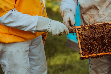 Image showing Beekeepers checking honey on the beehive frame in the field. Small business owners on apiary. Natural healthy food produceris working with bees and beehives on the apiary.