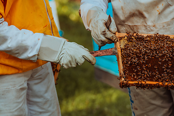 Image showing Beekeepers checking honey on the beehive frame in the field. Small business owners on apiary. Natural healthy food produceris working with bees and beehives on the apiary.