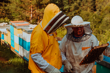 Image showing Beekeepers checking honey on the beehive frame in the field. Small business owners on apiary. Natural healthy food produceris working with bees and beehives on the apiary.