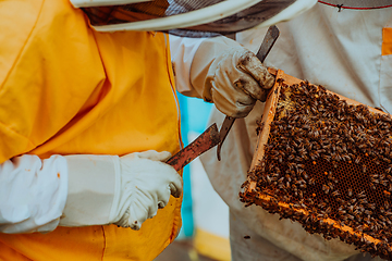 Image showing Beekeepers checking honey on the beehive frame in the field. Small business owners on apiary. Natural healthy food produceris working with bees and beehives on the apiary.