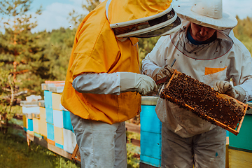 Image showing Beekeepers checking honey on the beehive frame in the field. Small business owners on apiary. Natural healthy food produceris working with bees and beehives on the apiary.