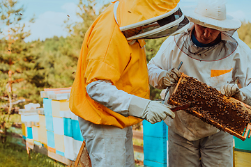 Image showing Beekeepers checking honey on the beehive frame in the field. Small business owners on apiary. Natural healthy food produceris working with bees and beehives on the apiary.