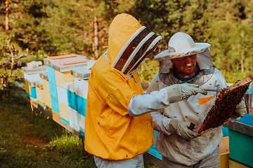 Image showing Beekeepers checking honey on the beehive frame in the field. Small business owners on apiary. Natural healthy food produceris working with bees and beehives on the apiary.