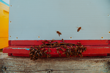 Image showing Close up photo of bees hovering around the hive carrying pollen