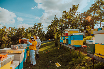 Image showing Beekeepers checking honey on the beehive frame in the field. Small business owners on apiary. Natural healthy food produceris working with bees and beehives on the apiary.