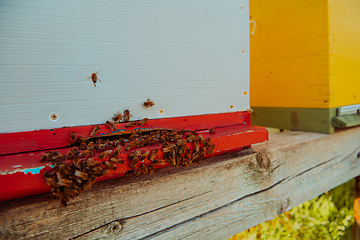 Image showing Close up photo of bees hovering around the hive carrying pollen