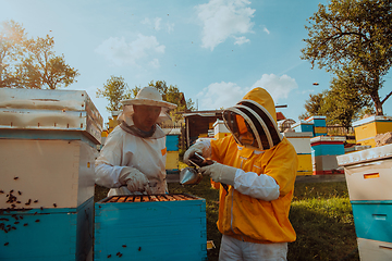 Image showing Beekeepers checking honey on the beehive frame in the field. Small business owners on apiary. Natural healthy food produceris working with bees and beehives on the apiary.
