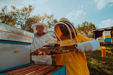 Image showing Beekeepers checking honey on the beehive frame in the field. Small business owners on apiary. Natural healthy food produceris working with bees and beehives on the apiary.