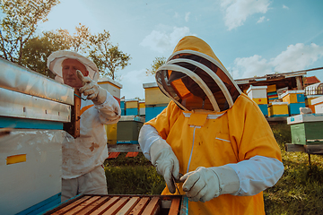 Image showing Beekeepers checking honey on the beehive frame in the field. Small business owners on apiary. Natural healthy food produceris working with bees and beehives on the apiary.