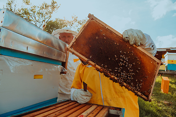 Image showing Beekeepers checking honey on the beehive frame in the field. Small business owners on apiary. Natural healthy food produceris working with bees and beehives on the apiary.