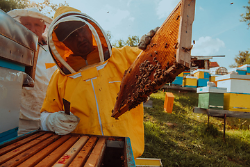 Image showing Beekeepers checking honey on the beehive frame in the field. Small business owners on apiary. Natural healthy food produceris working with bees and beehives on the apiary.