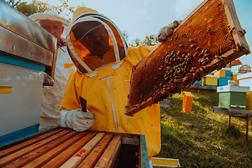 Image showing Beekeepers checking honey on the beehive frame in the field. Small business owners on apiary. Natural healthy food produceris working with bees and beehives on the apiary.