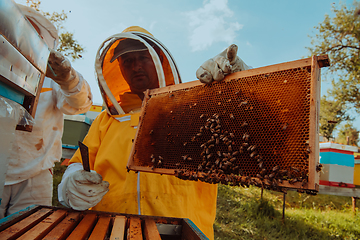 Image showing Beekeeper checking honey on the beehive frame in the field. Beekeeper on apiary. Beekeeper is working with bees and beehives on the apiary.