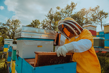 Image showing Beekeeper checking honey on the beehive frame in the field. Small business owner on apiary. Natural healthy food produceris working with bees and beehives on the apiary.