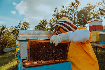 Image showing Beekeeper checking honey on the beehive frame in the field. Small business owner on apiary. Natural healthy food produceris working with bees and beehives on the apiary.