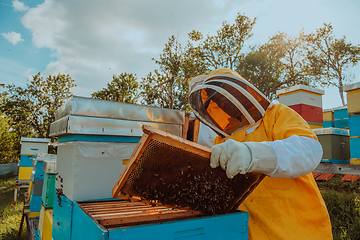 Image showing Beekeeper checking honey on the beehive frame in the field. Small business owner on apiary. Natural healthy food produceris working with bees and beehives on the apiary.