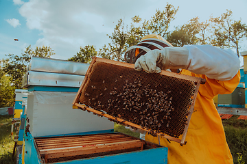 Image showing Beekeeper checking honey on the beehive frame in the field. Small business owner on apiary. Natural healthy food produceris working with bees and beehives on the apiary.