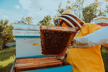 Image showing Beekeeper checking honey on the beehive frame in the field. Small business owner on apiary. Natural healthy food produceris working with bees and beehives on the apiary.