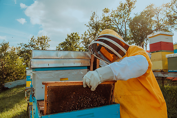 Image showing Beekeeper checking honey on the beehive frame in the field. Small business owner on apiary. Natural healthy food produceris working with bees and beehives on the apiary.