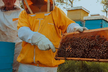 Image showing Beekeepers checking honey on the beehive frame in the field. Small business owners on apiary. Natural healthy food produceris working with bees and beehives on the apiary.