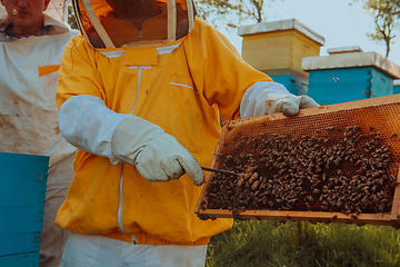 Image showing Beekeepers checking honey on the beehive frame in the field. Small business owners on apiary. Natural healthy food produceris working with bees and beehives on the apiary.