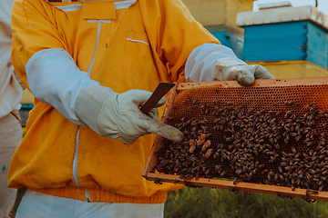 Image showing The beekeeper checks the queens for the honeycomb. Beekeepers check honey quality and honey parasites. A beekeeper works with bees and beehives in an apiary.