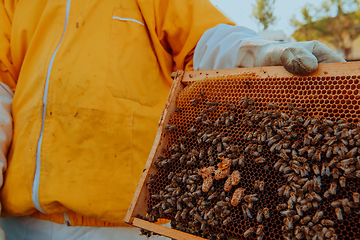 Image showing The beekeeper checks the queens for the honeycomb. Beekeepers check honey quality and honey parasites. A beekeeper works with bees and beehives in an apiary.