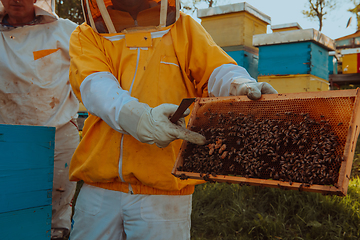 Image showing Beekeepers checking honey on the beehive frame in the field. Small business owners on apiary. Natural healthy food produceris working with bees and beehives on the apiary.