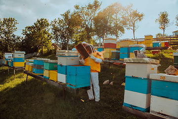 Image showing Beekeepers checking honey on the beehive frame in the field. Small business owners on apiary. Natural healthy food produceris working with bees and beehives on the apiary.