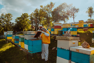 Image showing Beekeepers checking honey on the beehive frame in the field. Small business owners on apiary. Natural healthy food produceris working with bees and beehives on the apiary.