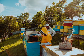 Image showing Beekeepers checking honey on the beehive frame in the field. Small business owners on apiary. Natural healthy food produceris working with bees and beehives on the apiary.