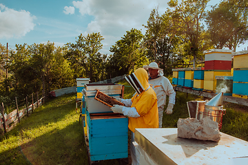 Image showing Beekeepers checking honey on the beehive frame in the field. Small business owners on apiary. Natural healthy food produceris working with bees and beehives on the apiary.