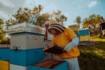 Image showing Beekeepers checking honey on the beehive frame in the field. Small business owners on apiary. Natural healthy food produceris working with bees and beehives on the apiary.