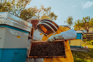 Image showing Beekeepers checking honey on the beehive frame in the field. Small business owners on apiary. Natural healthy food produceris working with bees and beehives on the apiary.